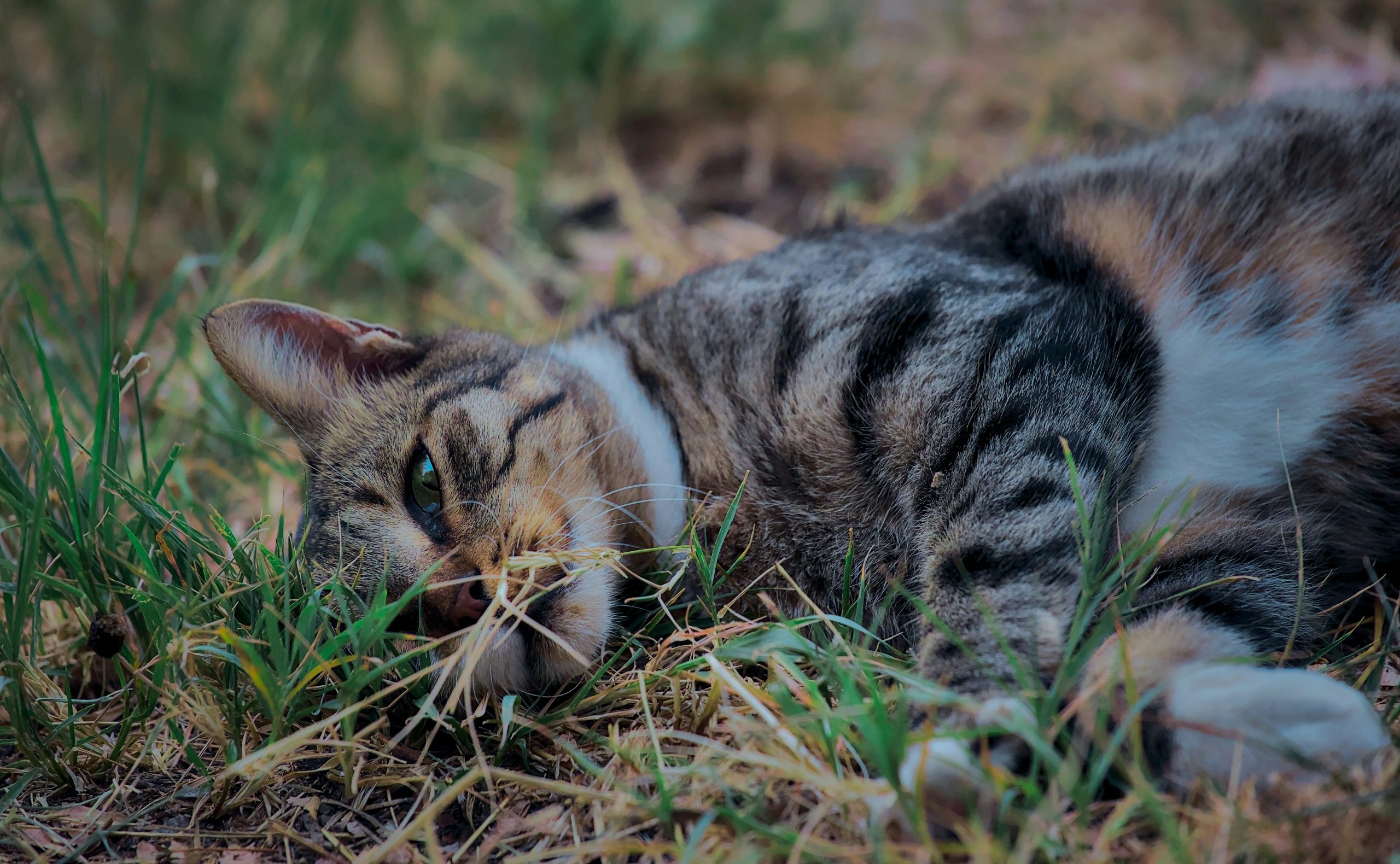 Entspannte Katze im Gras